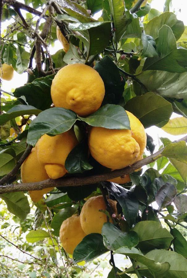 *****Finca Bella Vista アルカス エクステリア 写真
